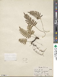 Polypodium virginianum image