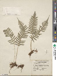 Polypodium virginianum image