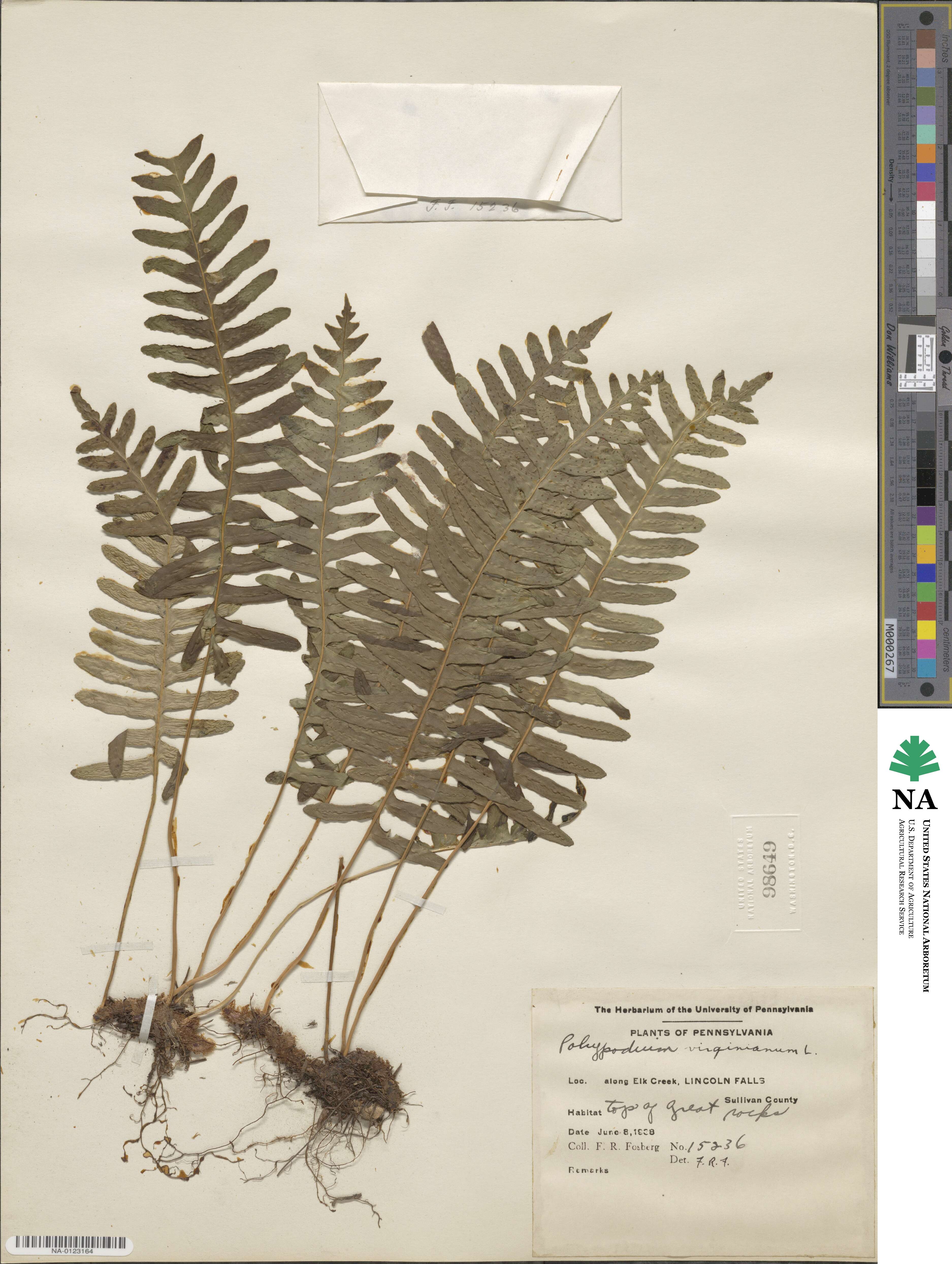 Polypodium virginianum image
