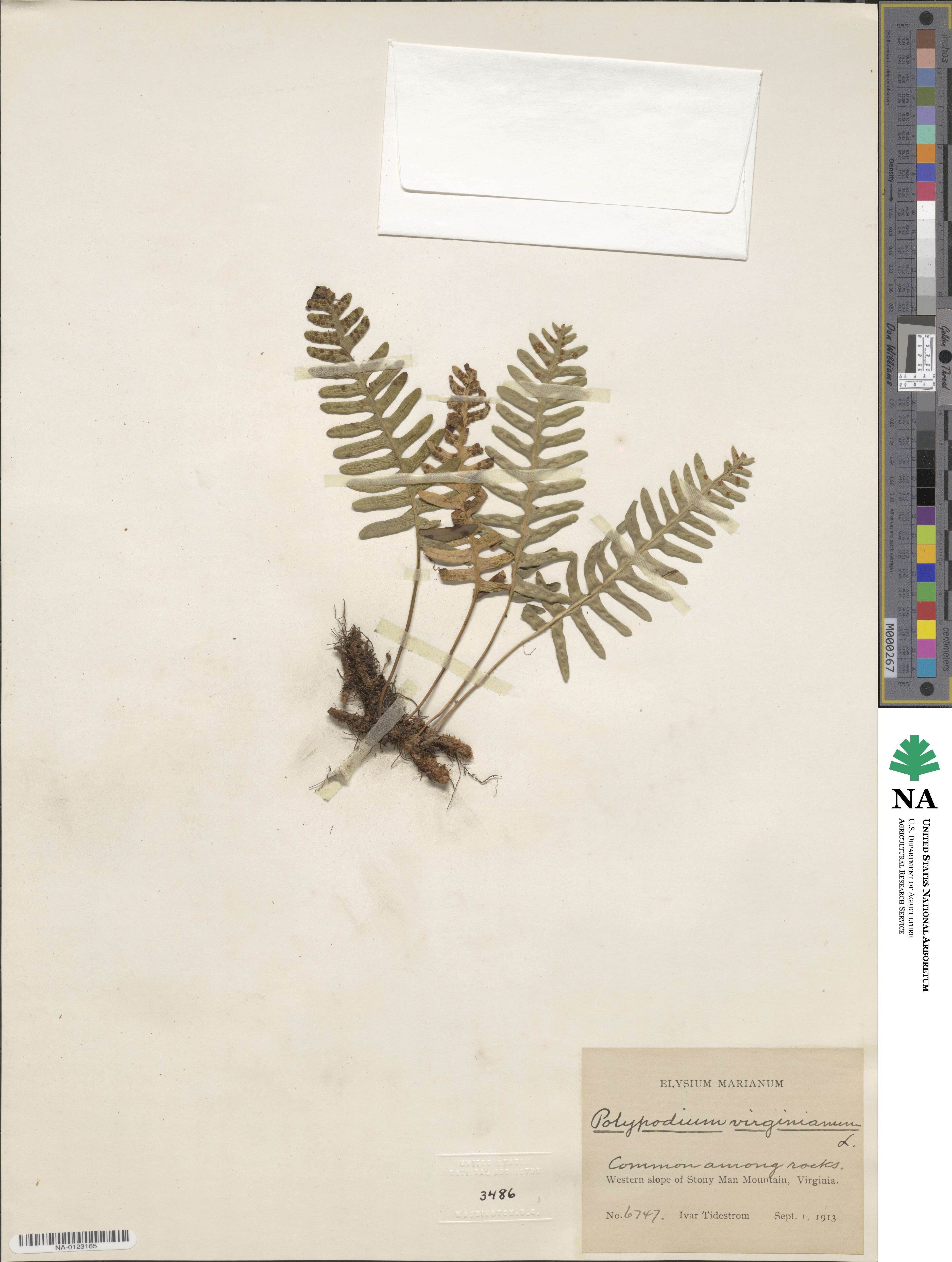 Polypodium virginianum image