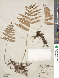 Polypodium calirhiza image