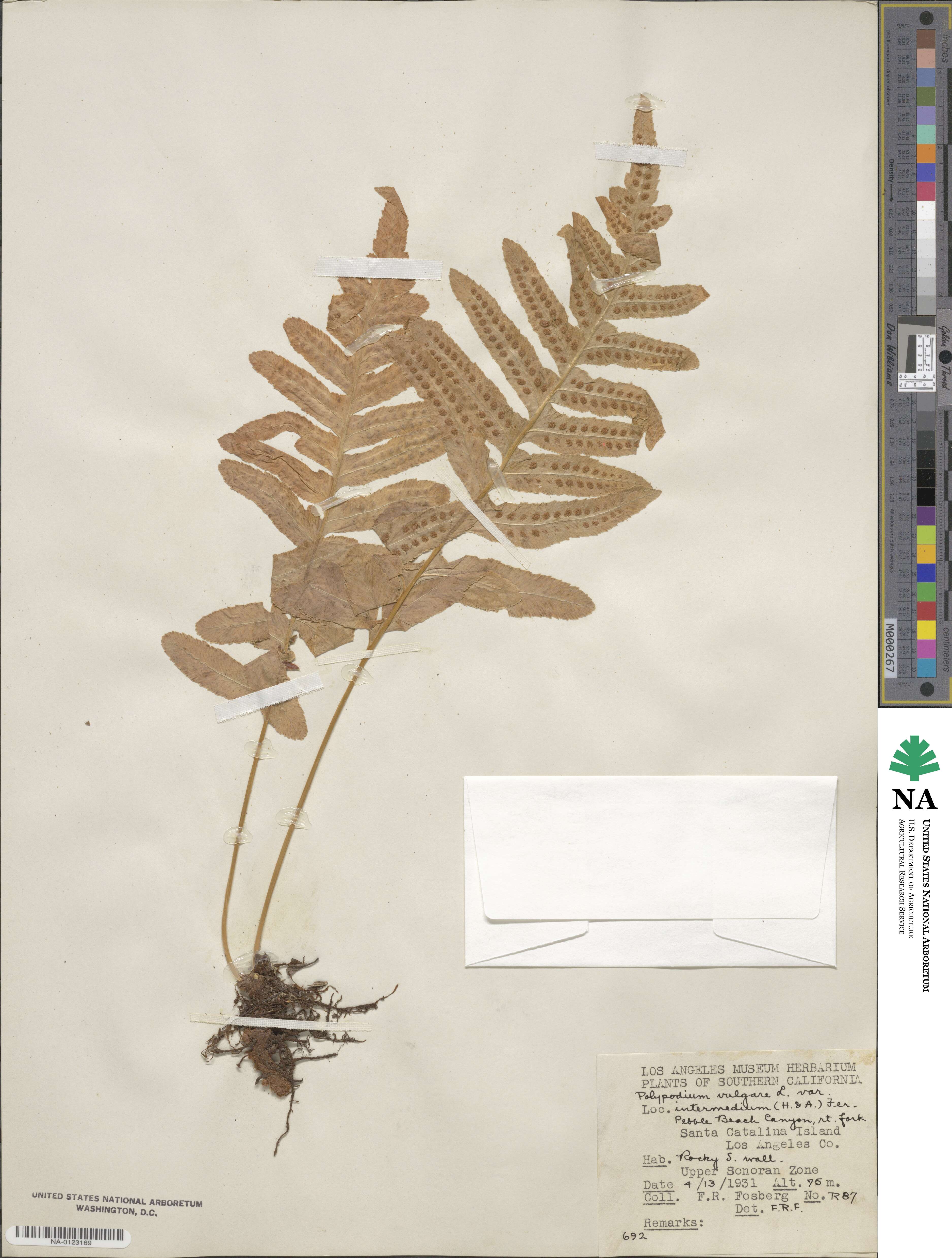 Polypodium calirhiza image