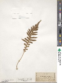 Polypodium glycyrrhiza image