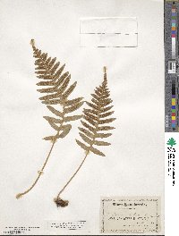 Polypodium glycyrrhiza image