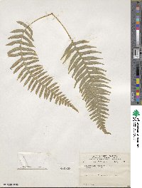 Polypodium glycyrrhiza image