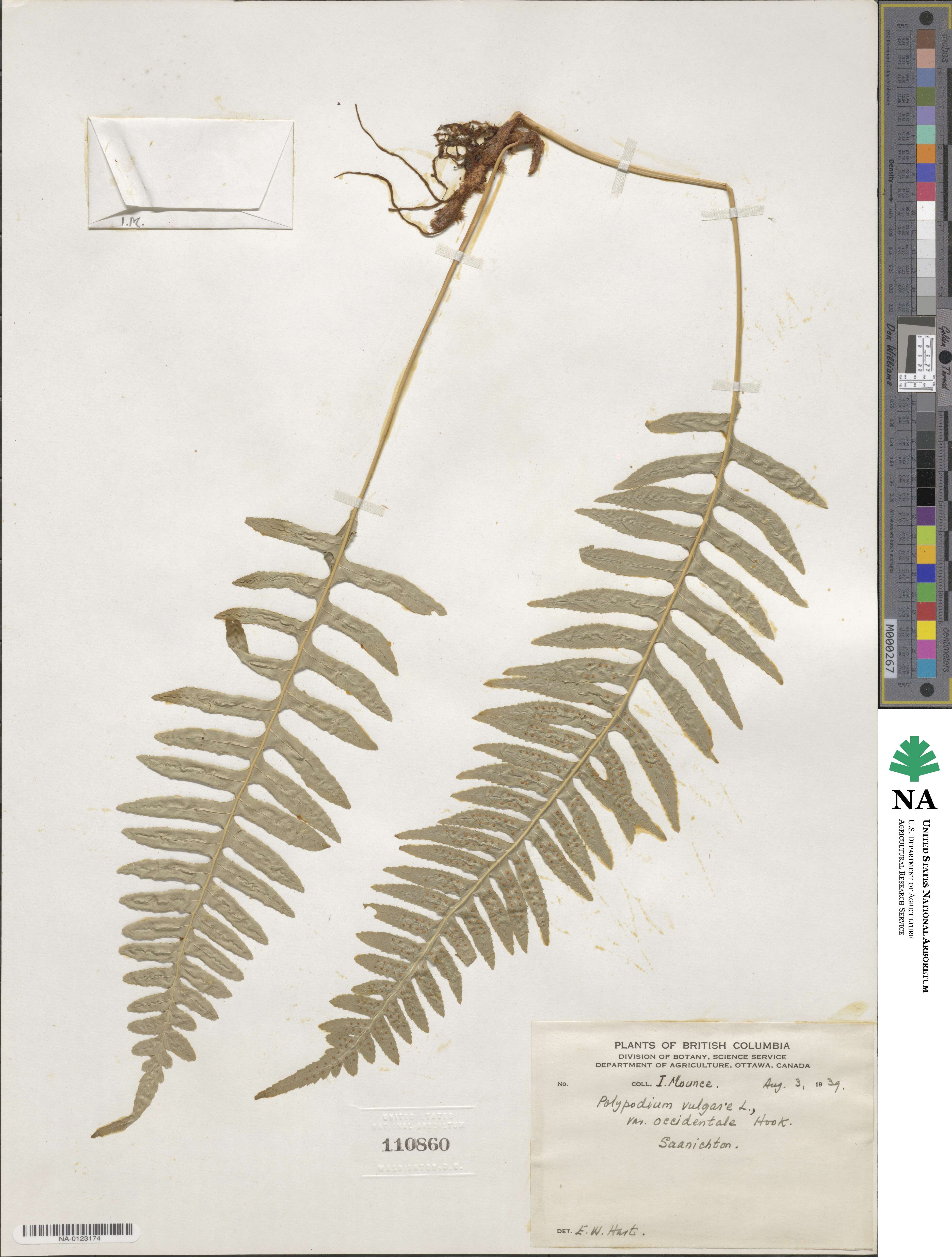 Polypodium glycyrrhiza image