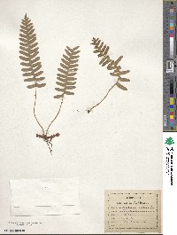 Polypodium vulgare image