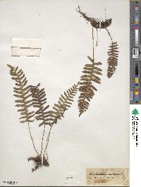 Polypodium vulgare image