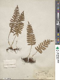 Polypodium vulgare image