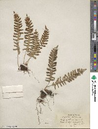 Polypodium vulgare image