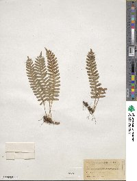 Polypodium vulgare image