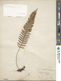 Polypodium vulgare image