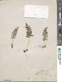 Polypodium vulgare image