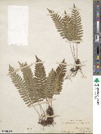 Polypodium vulgare image