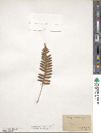 Polypodium vulgare image