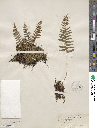 Polypodium vulgare image