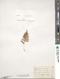 Polypodium vulgare image