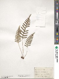 Polypodium vulgare image