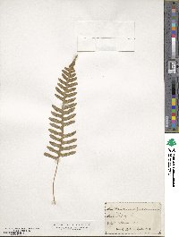 Polypodium vulgare image