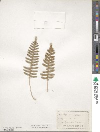 Polypodium vulgare image