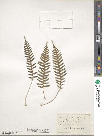 Polypodium vulgare image