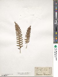 Polypodium vulgare image