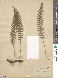 Polypodium vulgare image