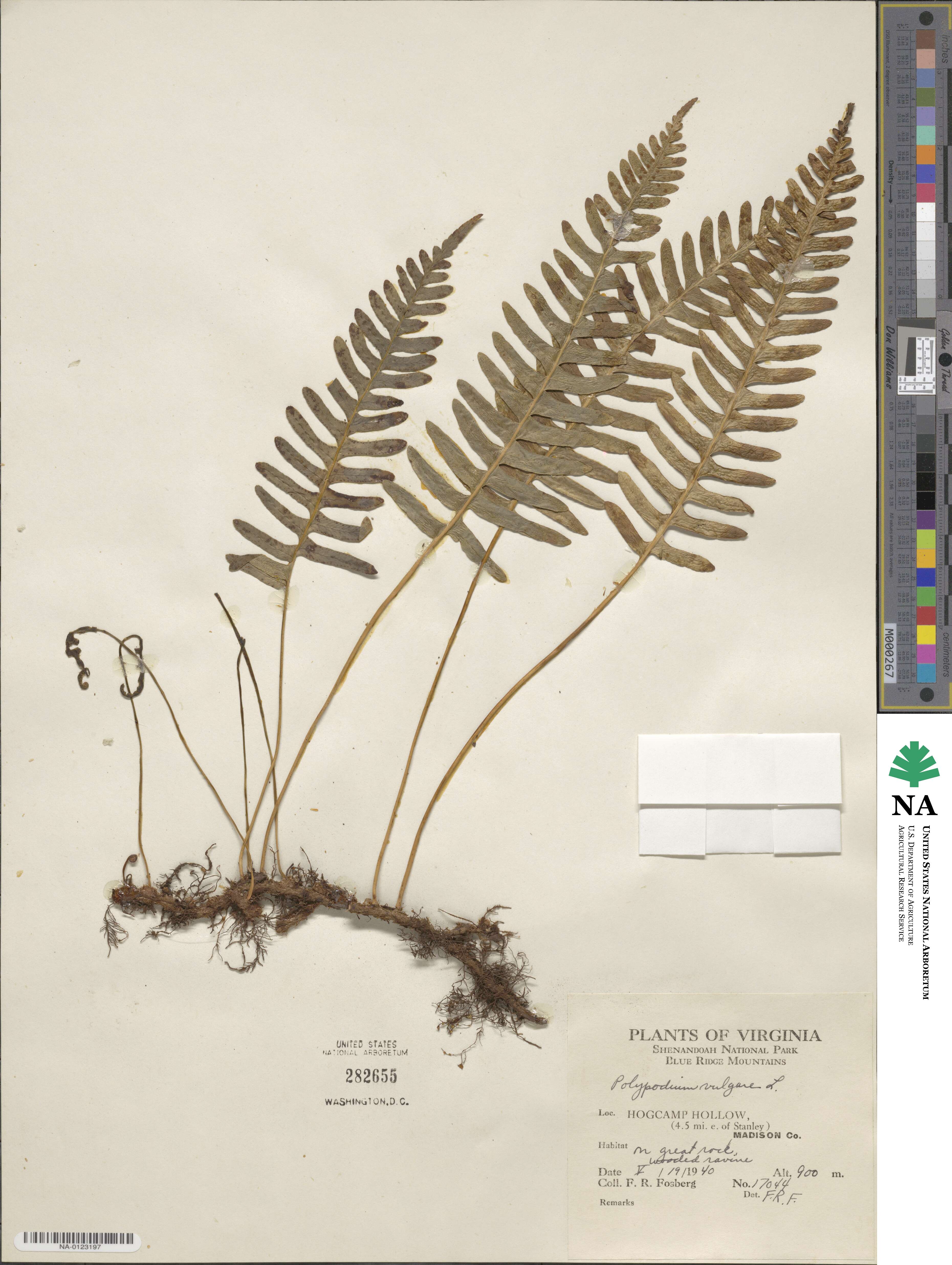 Polypodium vulgare image