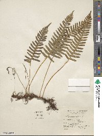 Polypodium vulgare image