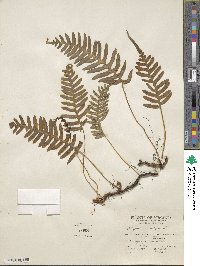 Polypodium vulgare image