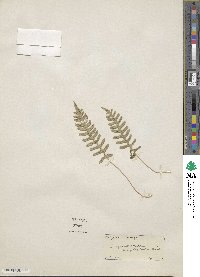 Polypodium vulgare image