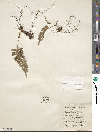 Polypodium vulgare image