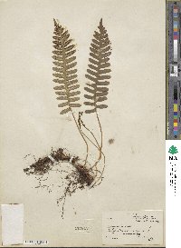 Polypodium vulgare image