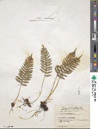 Polypodium vulgare image