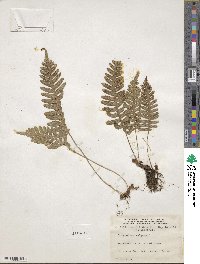 Polypodium vulgare image