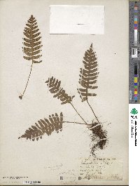 Polypodium vulgare image