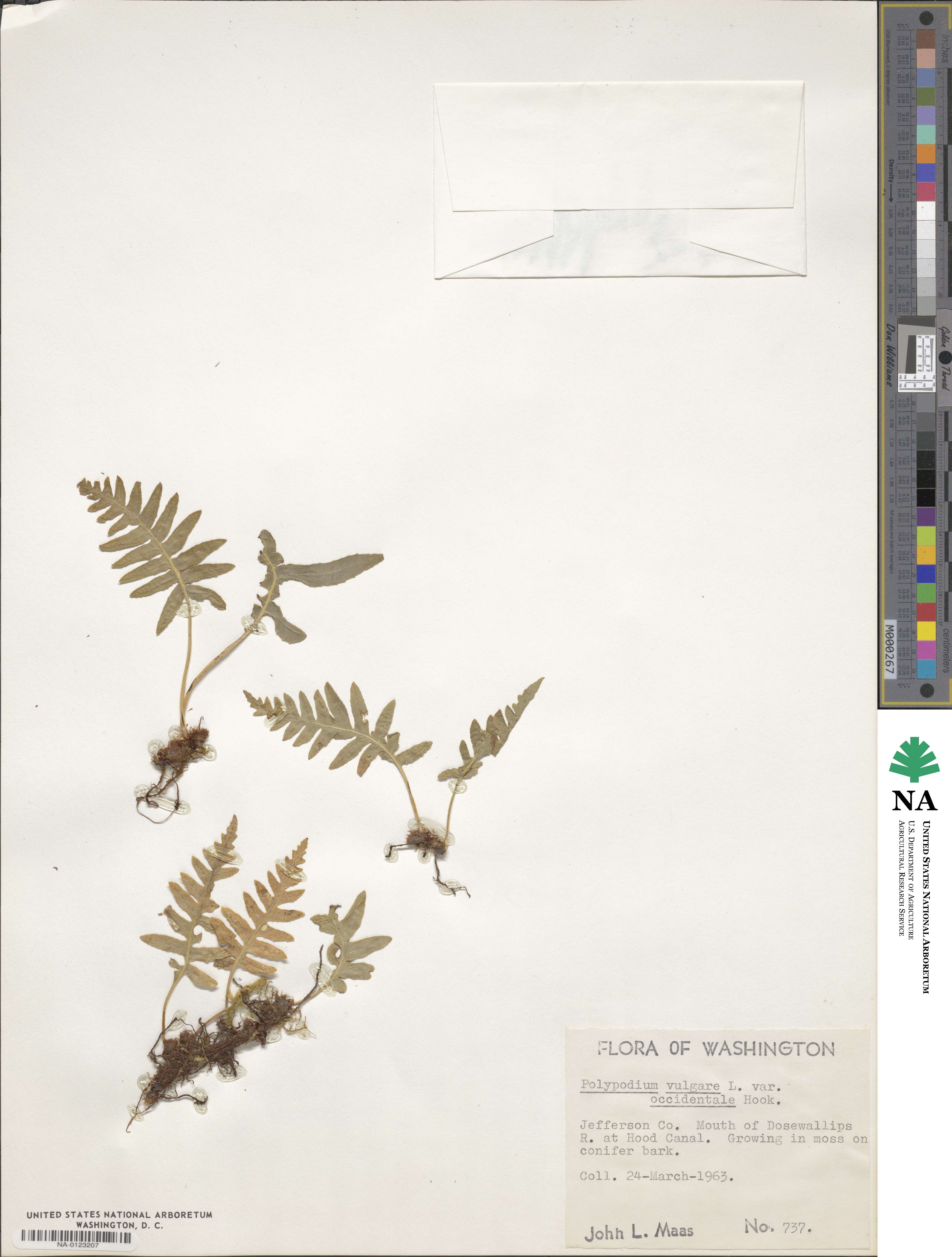 Polypodium glycyrrhiza image