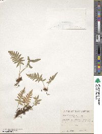 Polypodium glycyrrhiza image