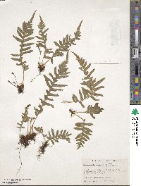 Polypodium glycyrrhiza image