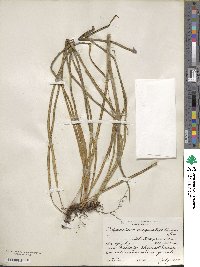 Image of Campyloneurum angustifolium