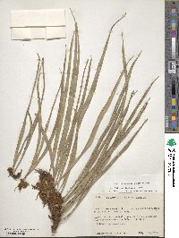 Campyloneurum angustifolium image