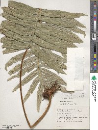 Polypodium aureum image