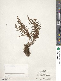 Lellingeria subsessilis image