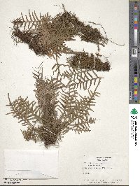 Lellingeria subsessilis image