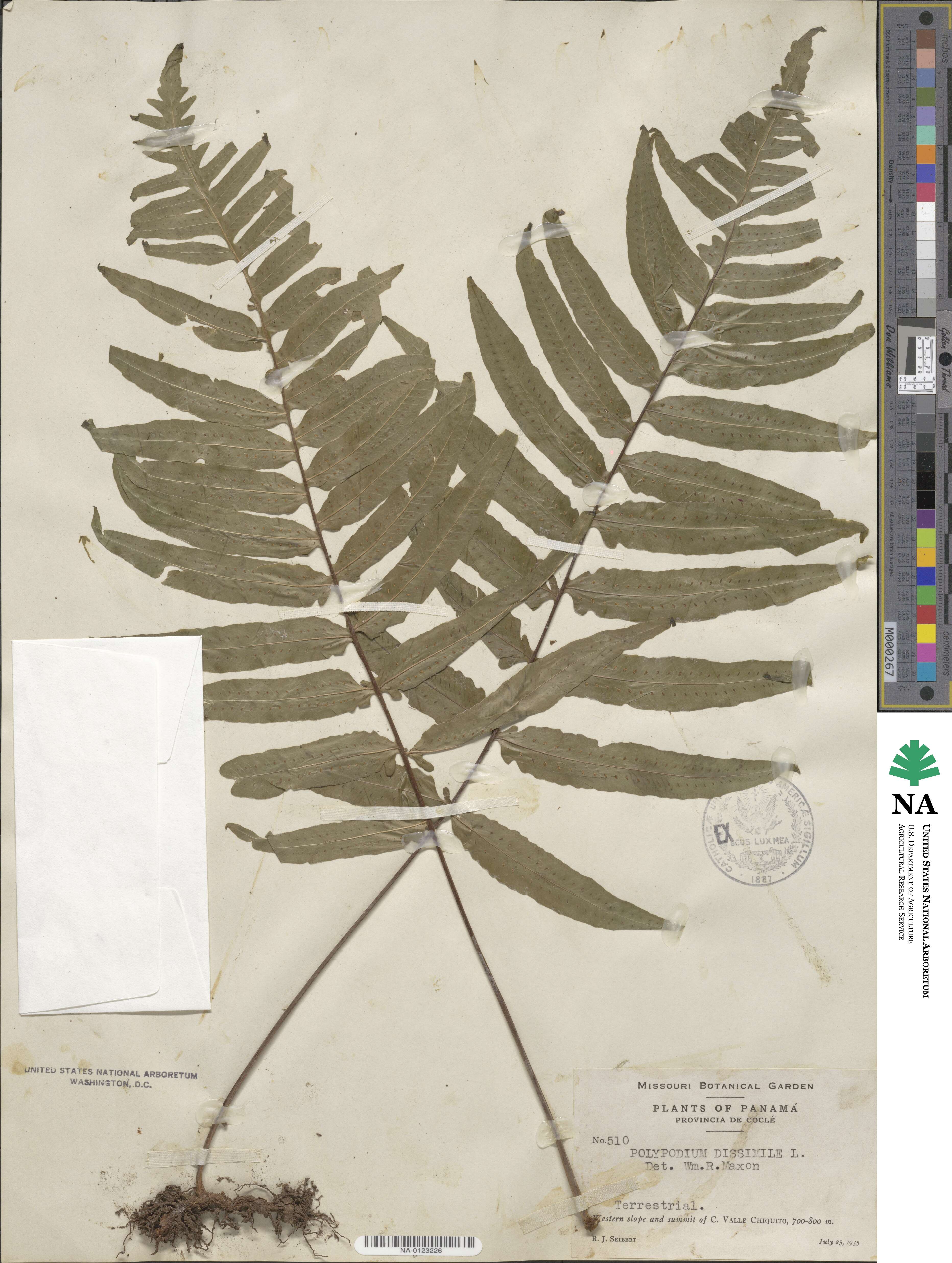 Polypodium dissimile image