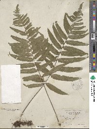 Polypodium dissimile image