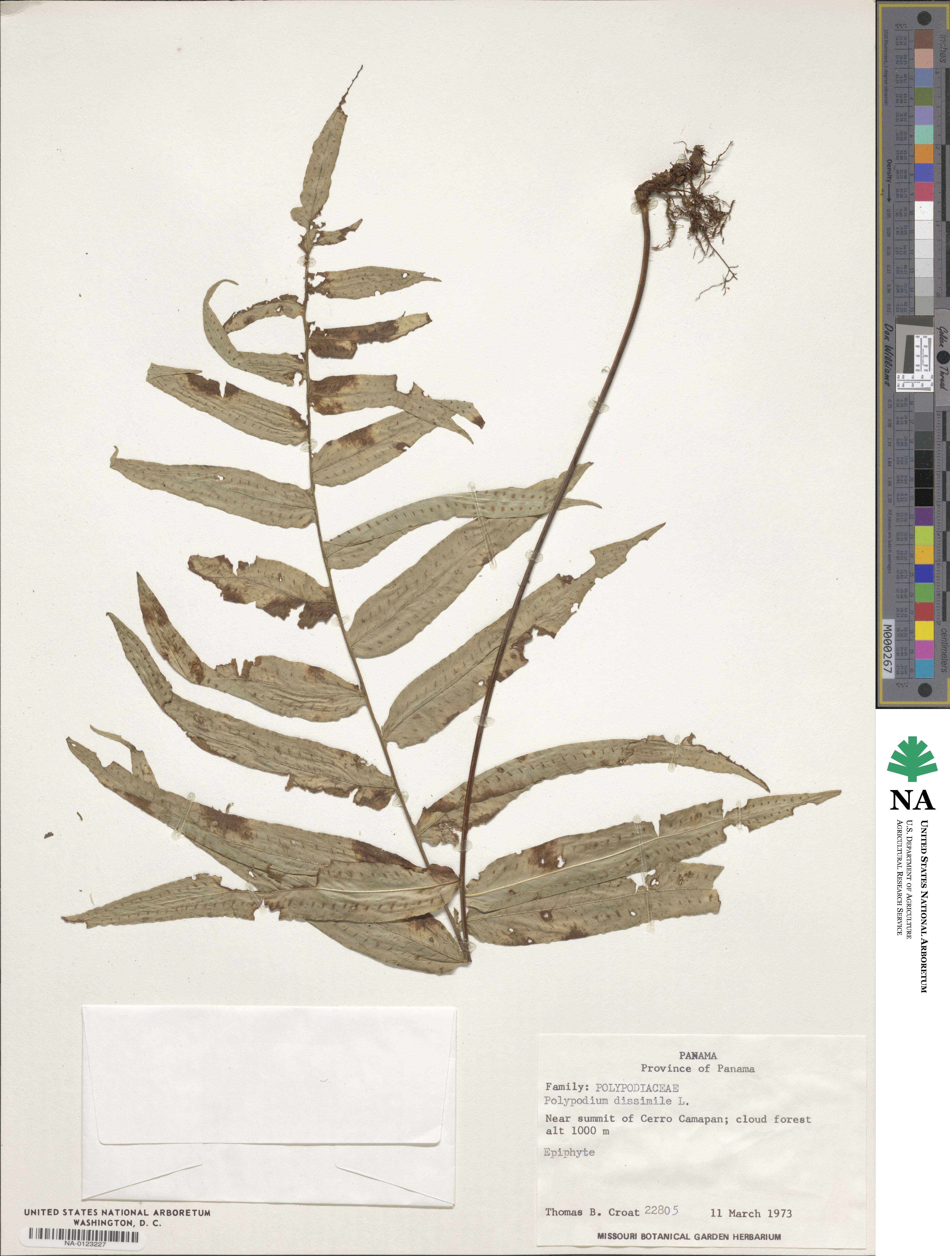 Polypodium dissimile image