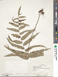 Polypodium dissimile image