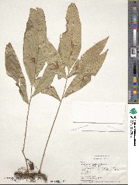 Polypodium fraxinifolium image