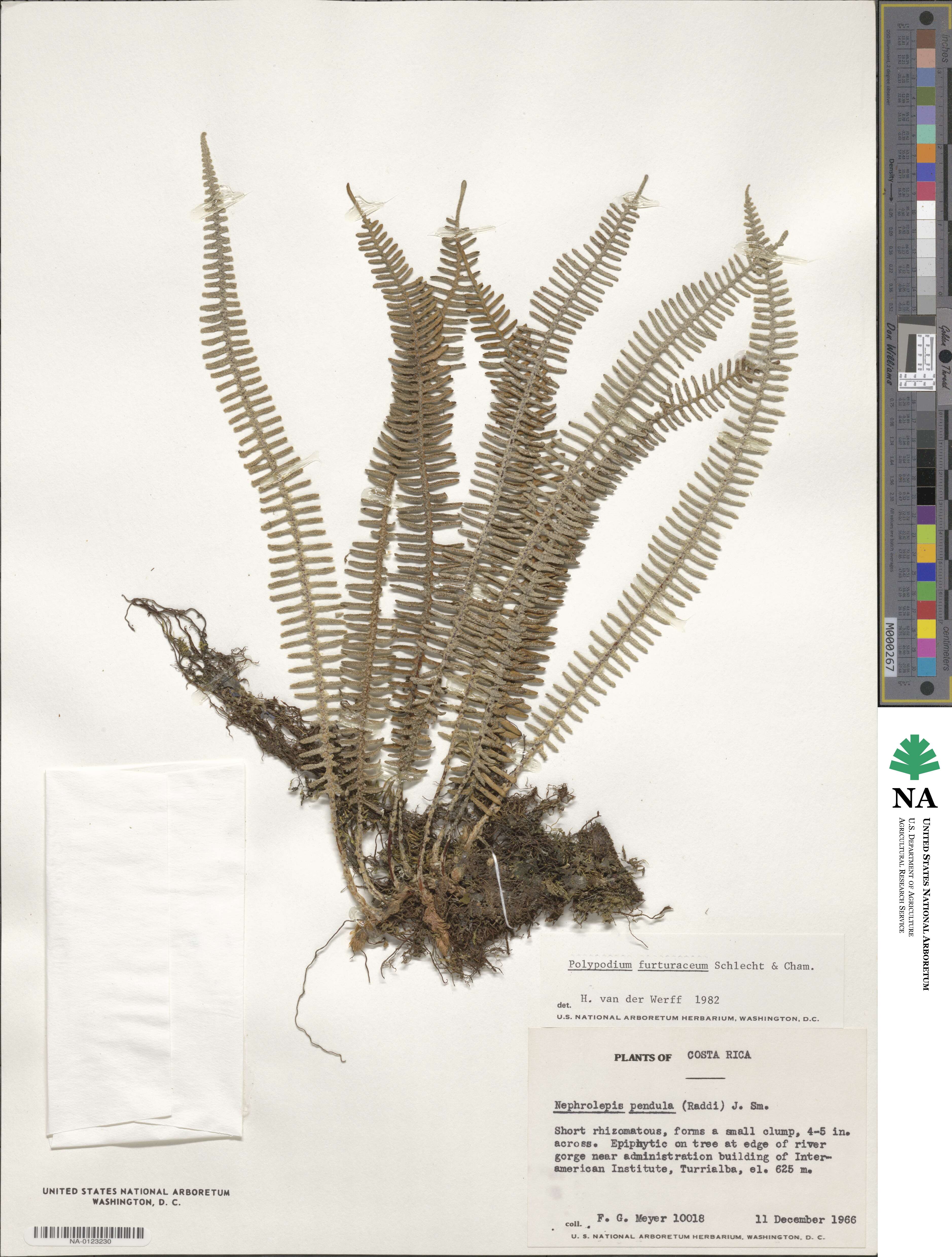 Polypodium furfuraceum image